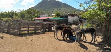 Creating a petting zoo at Donkey Santuary